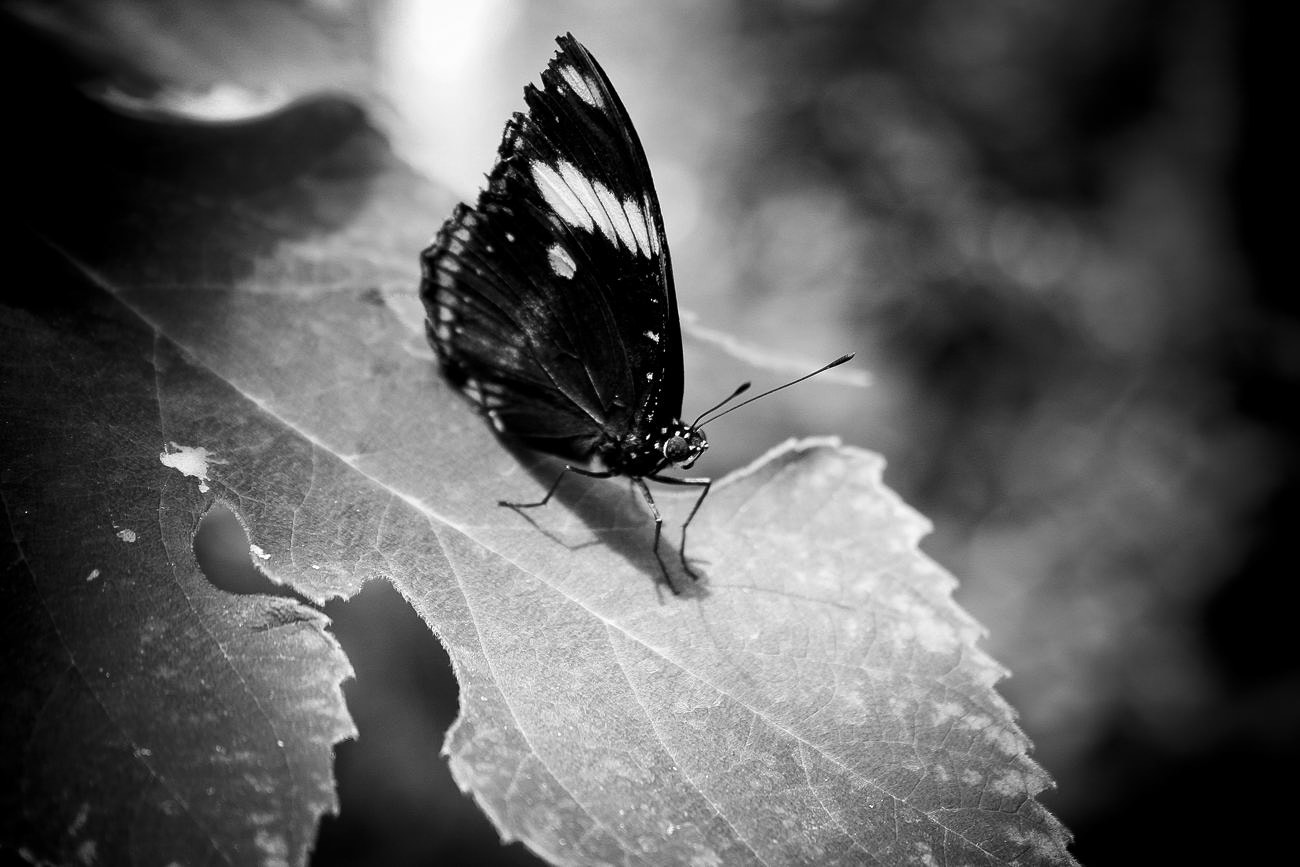 Canon EOS 1000D (EOS Digital Rebel XS / EOS Kiss F) + Canon EF 50mm f/1.8 sample photo. Butterfly photography