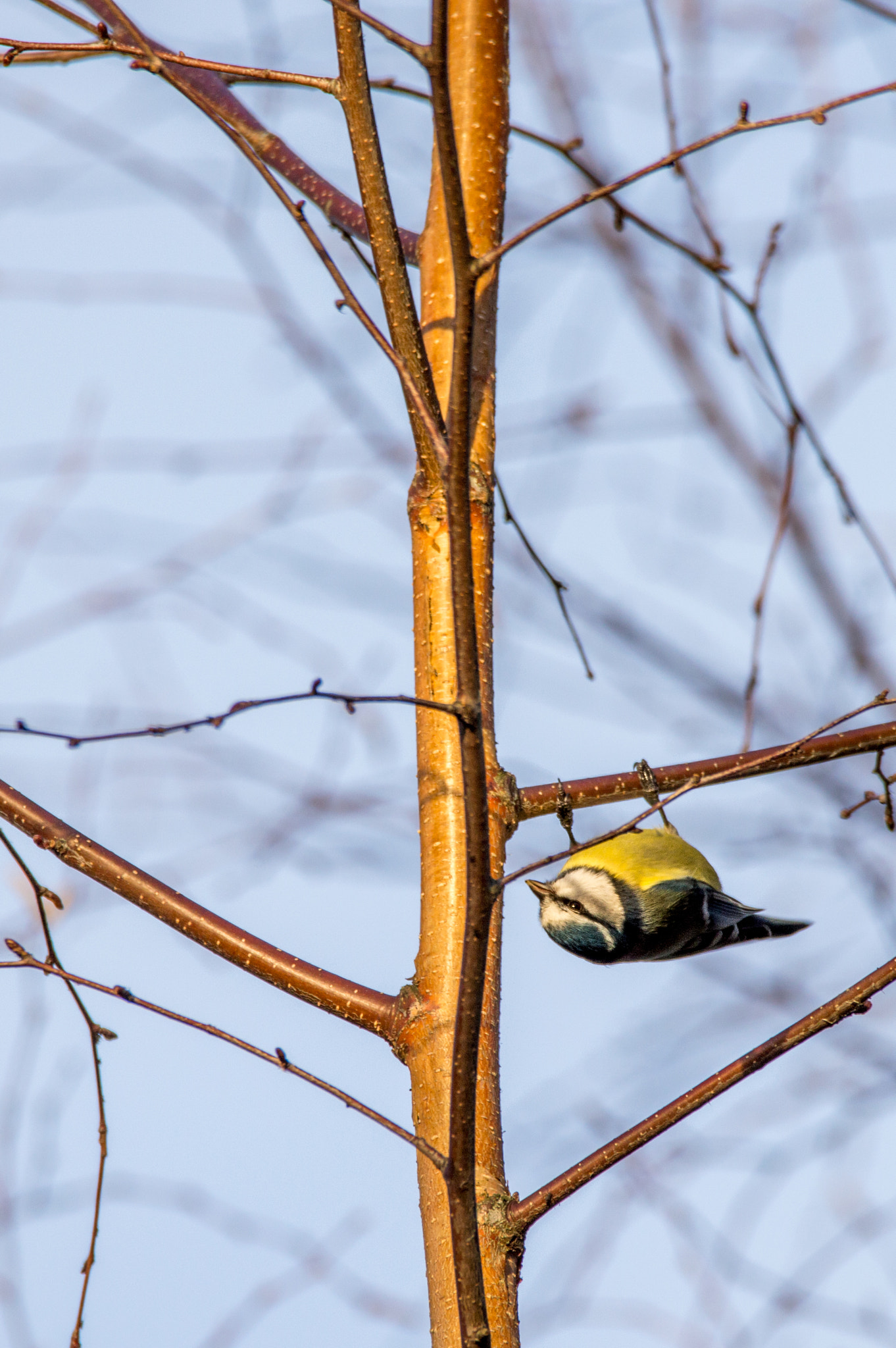 Sigma 150-600mm F5-6.3 DG OS HSM | C sample photo. Just hanging... photography