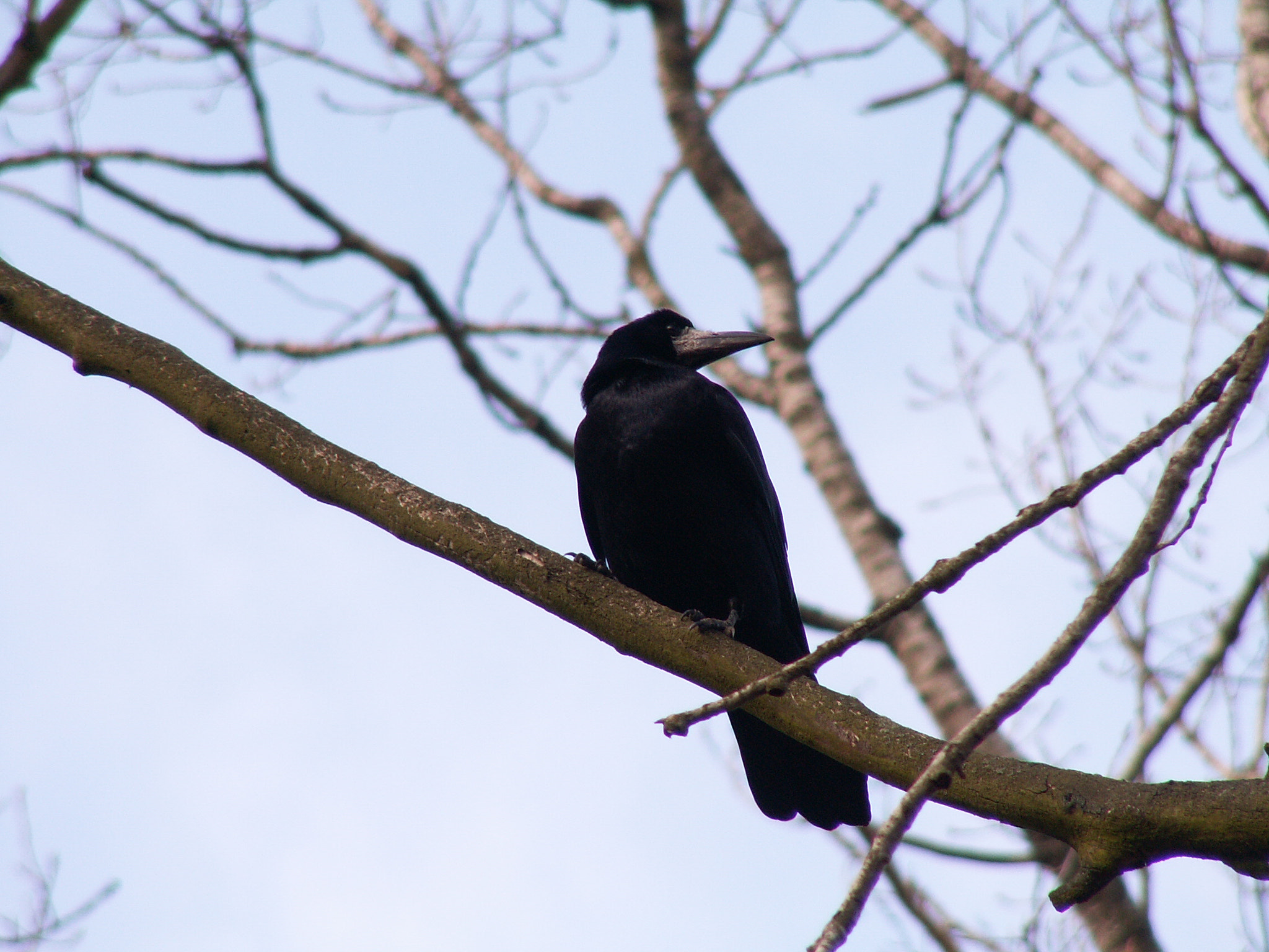 KONICA MINOLTA DiMAGE Z3 sample photo. Gawron (rook) photography
