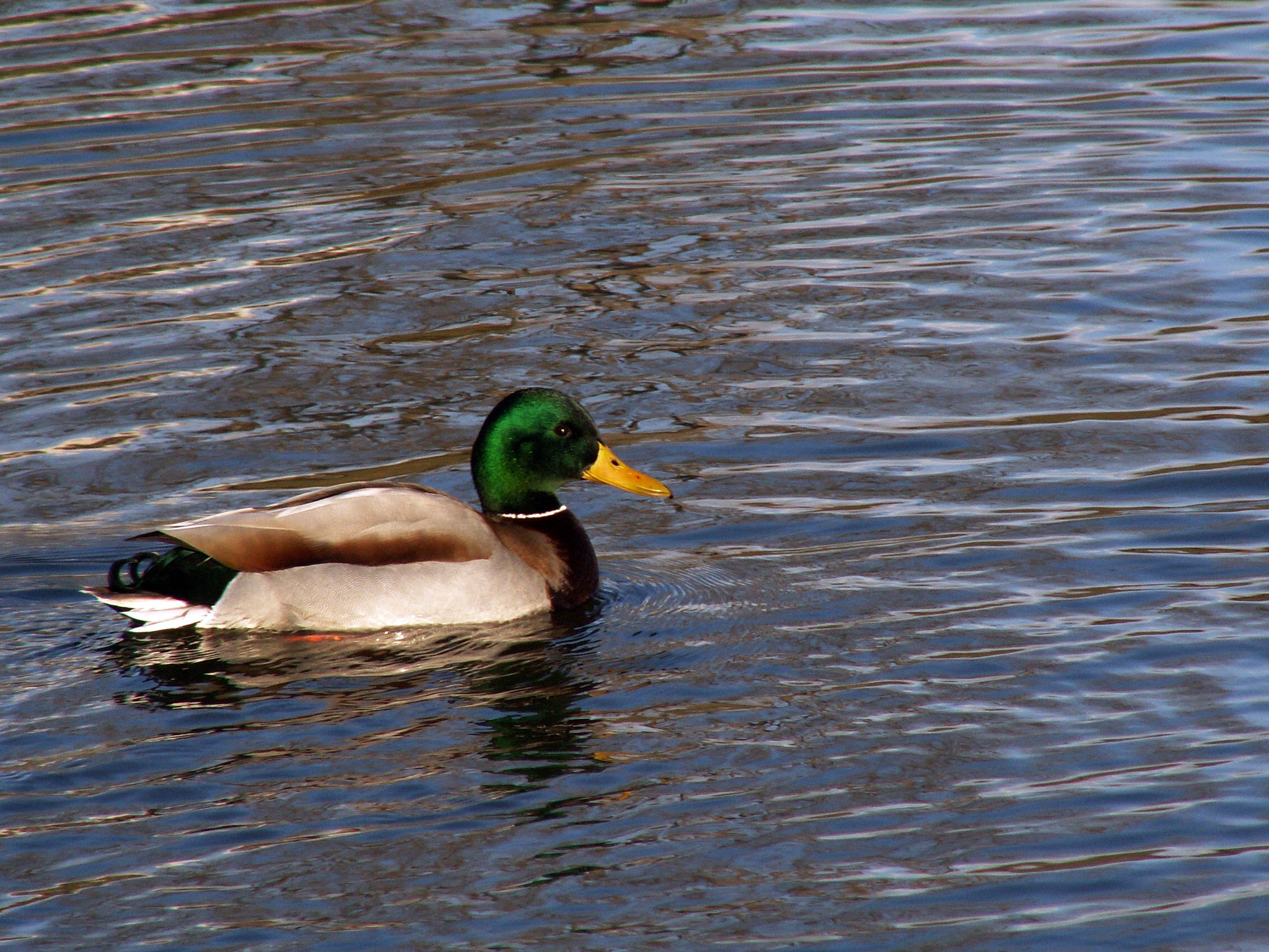 KONICA MINOLTA DiMAGE Z3 sample photo. Kaczka samiec (duck male) photography