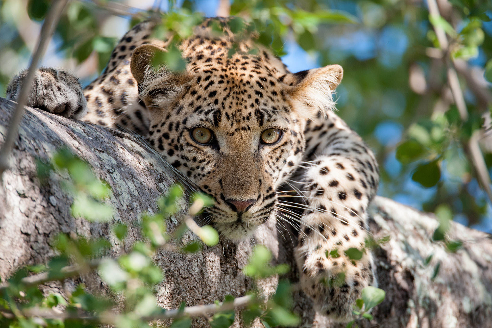 Sigma 150-600mm F5-6.3 DG OS HSM | S sample photo. Lounging leopard photography