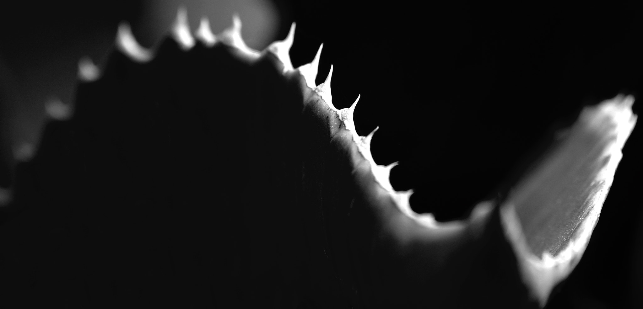 Canon EF 100-400mm F4.5-5.6L IS II USM sample photo. Beauty of thorns photography