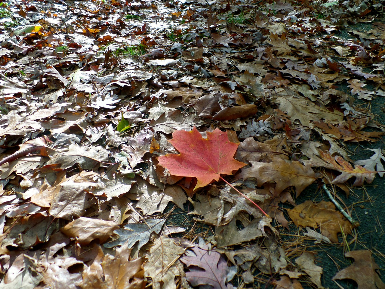 Samsung WB800F sample photo. Maple in autum photography