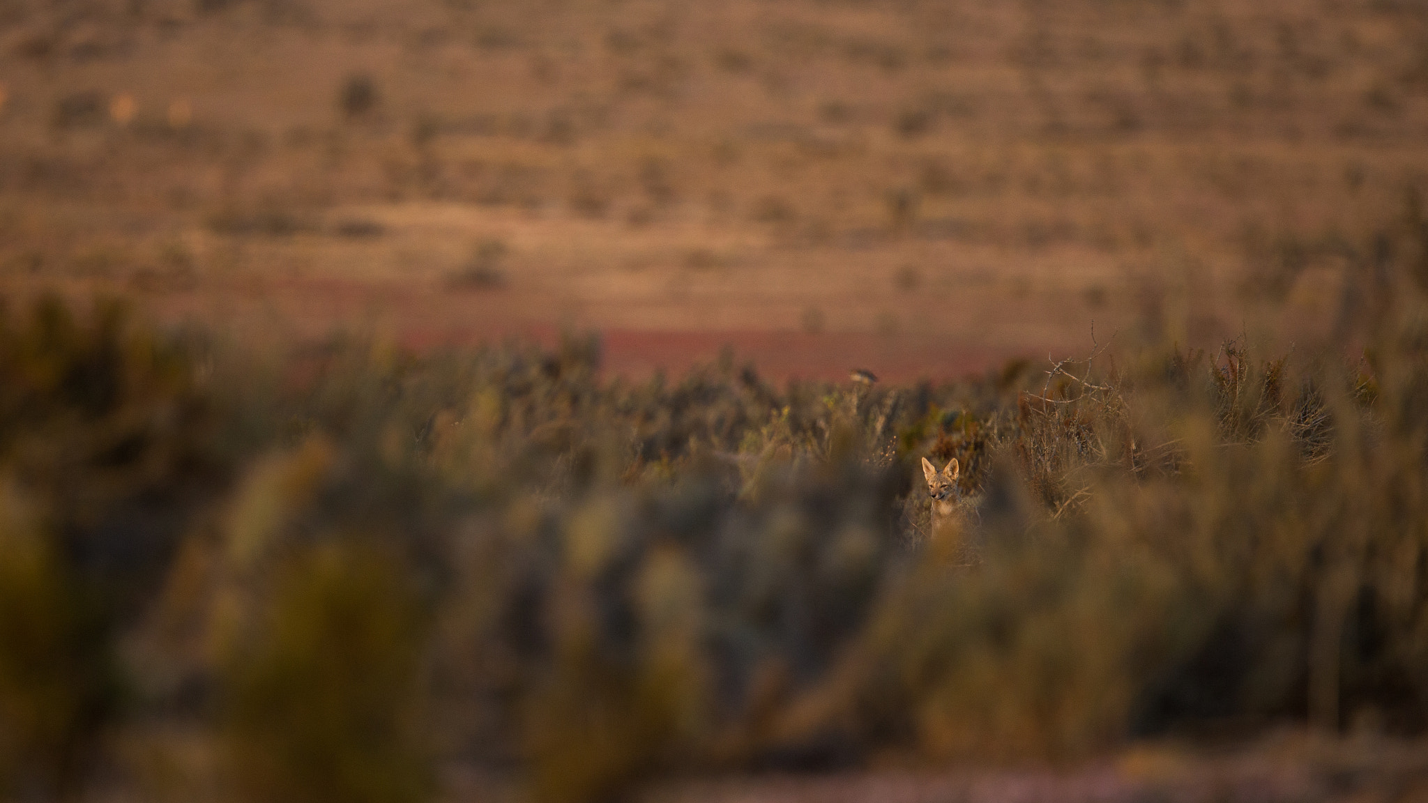 Canon EF 400mm F4.0 DO IS USM sample photo. Zorro photography