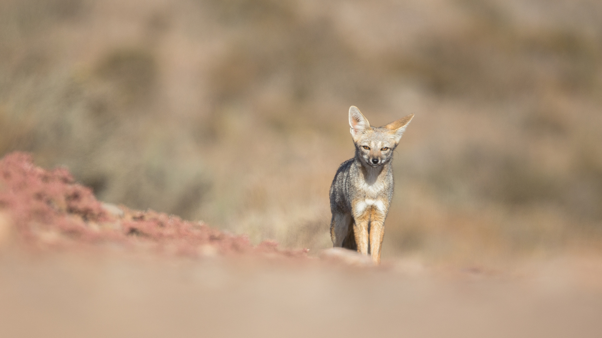 Canon EF 400mm F4.0 DO IS USM sample photo. Grey fox photography