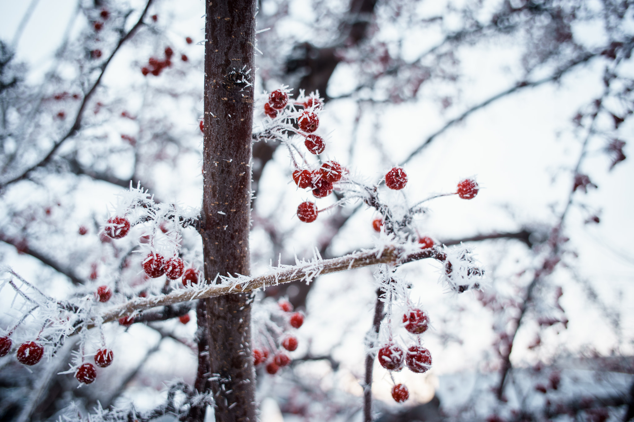 Sony a7 + Minolta AF 24mm F2.8 sample photo. Fargo frost photography