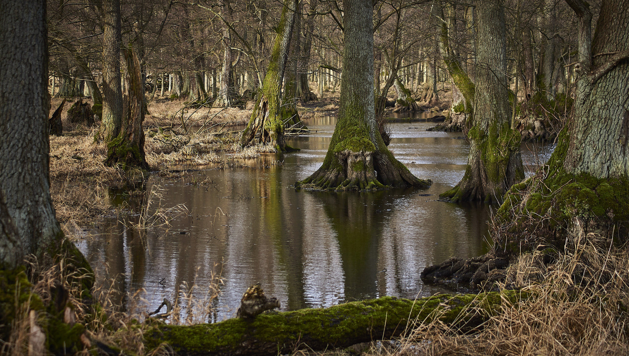 Sony SLT-A77 + Sony DT 55-200mm F4-5.6 SAM sample photo. Natural forest photography