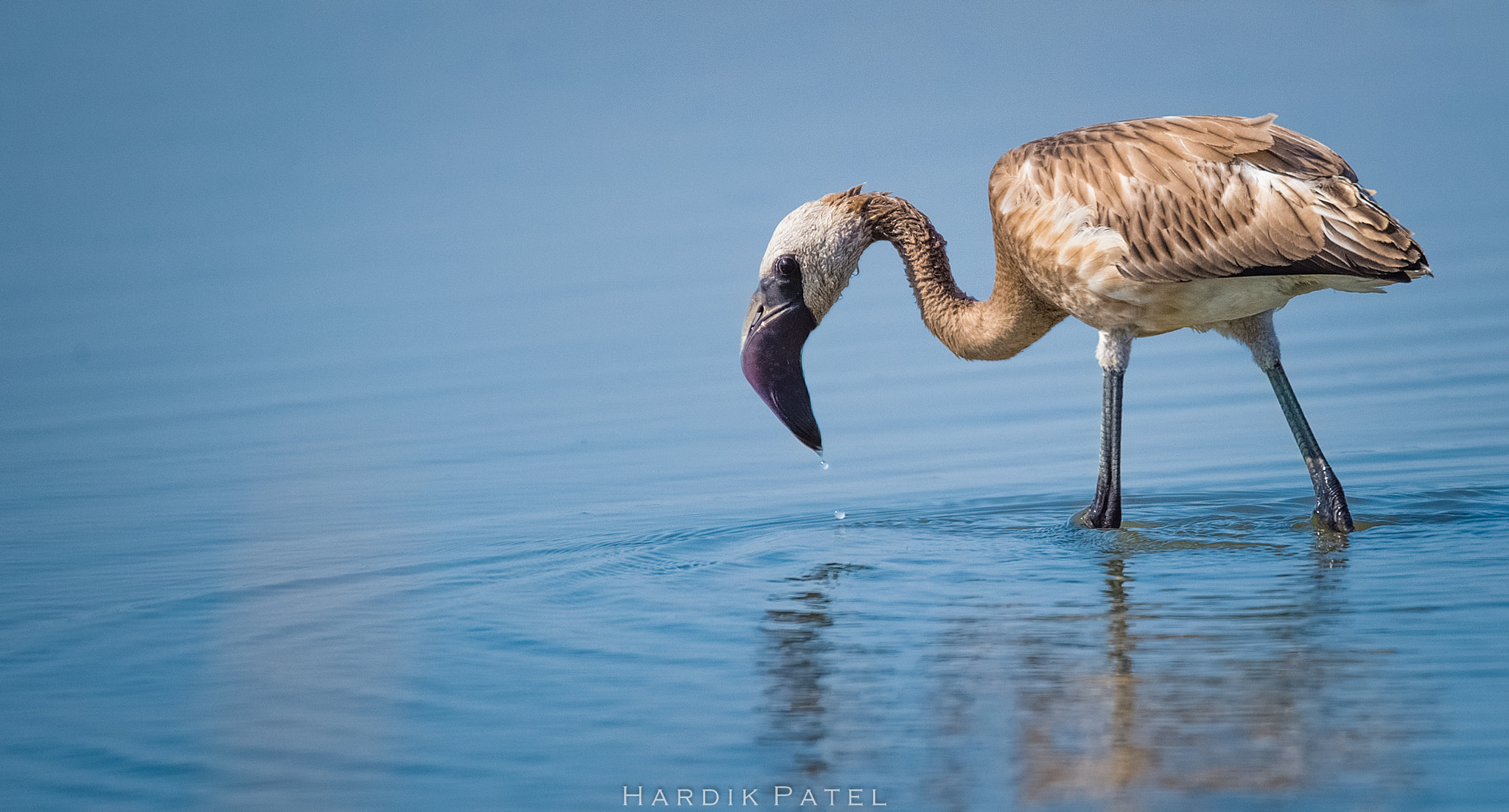 Nikon D4S sample photo. Flamingo.. photography