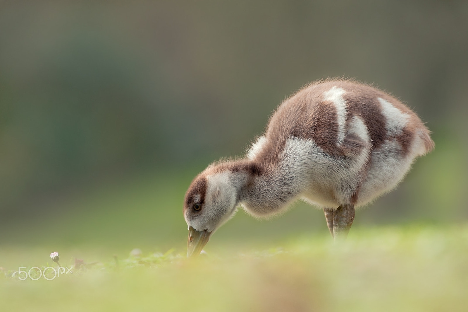 Sigma 120-300mm F2.8 EX DG HSM sample photo. Gossling (egyptian goose) photography