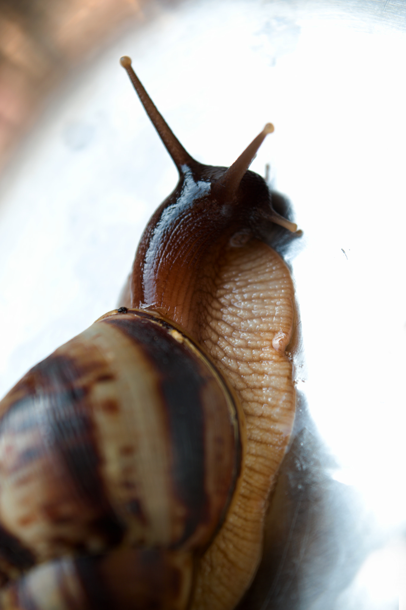 18.00 - 55.00 mm f/3.5 - 5.6 sample photo. Our snail photography