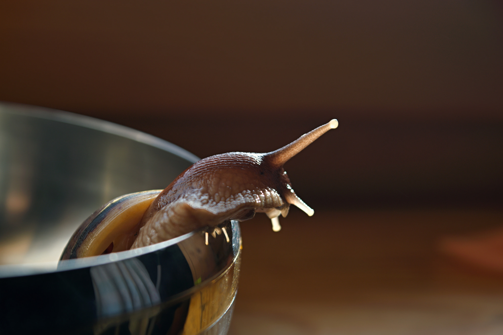 18.00 - 55.00 mm f/3.5 - 5.6 sample photo. Our snail photography