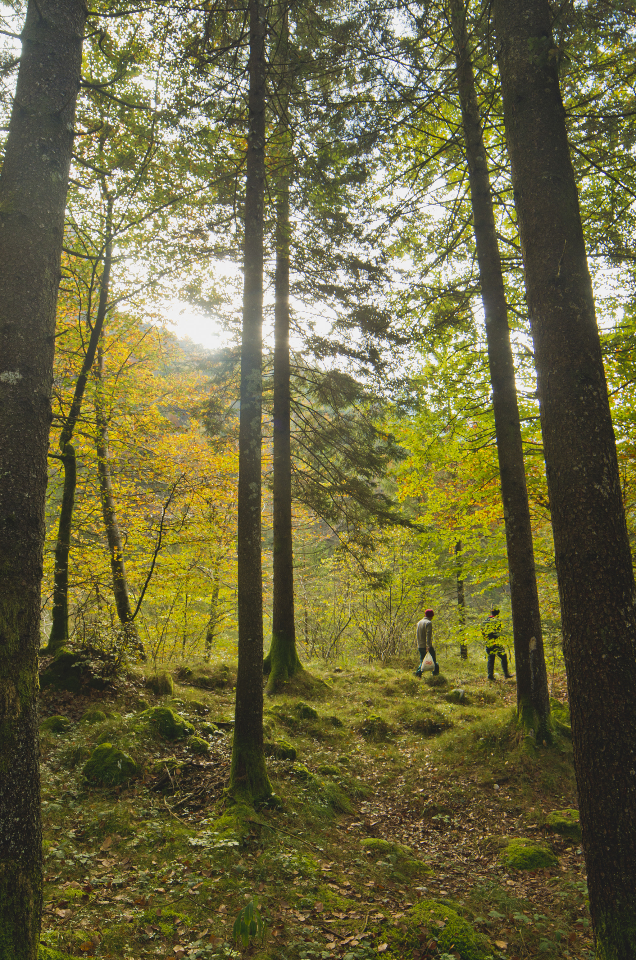 Pentax K-30 + A Series Lens sample photo. Fairytale forest photography