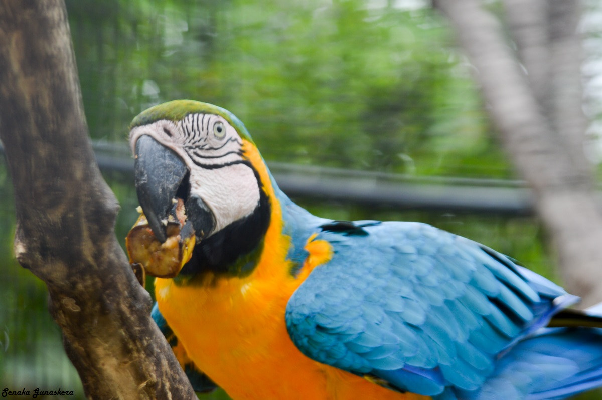 Sigma 24-135mm F2.8-4.5 sample photo. Zoo birds wildlife photography