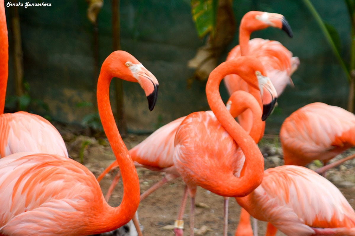 Sigma 24-135mm F2.8-4.5 sample photo. Zoo birds wildlife photography