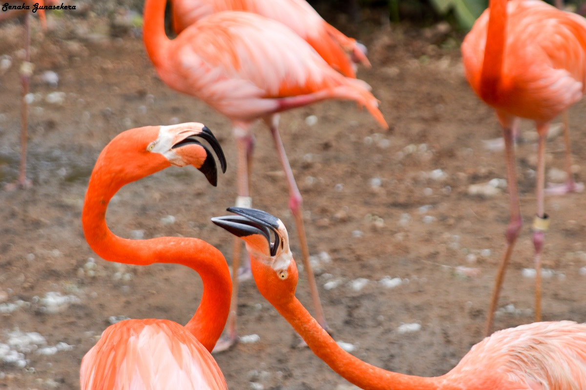 Nikon D3200 + Sigma 24-135mm F2.8-4.5 sample photo. Zoo birds wildlife photography