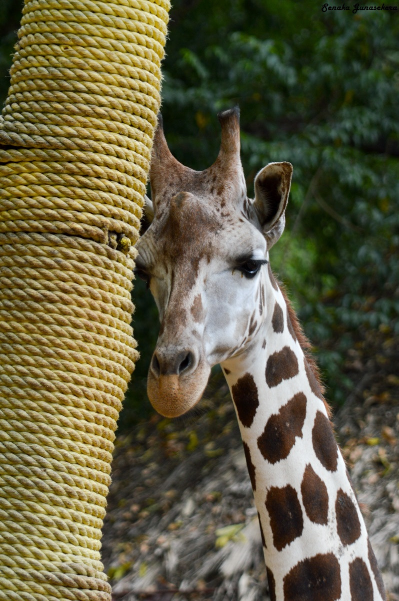 Nikon D3200 + Sigma 24-135mm F2.8-4.5 sample photo. Zoo birds wildlife photography