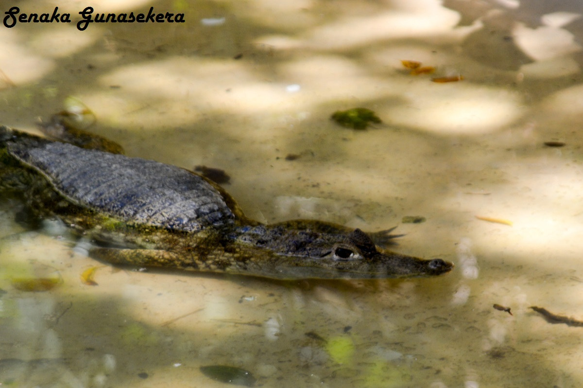 Nikon D3200 + Sigma 24-135mm F2.8-4.5 sample photo. Zoo birds wildlife photography