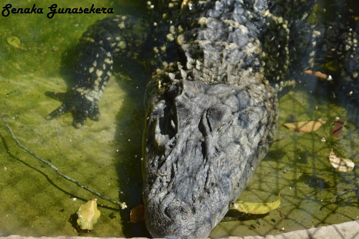 Sigma 24-135mm F2.8-4.5 sample photo. Zoo birds wildlife photography