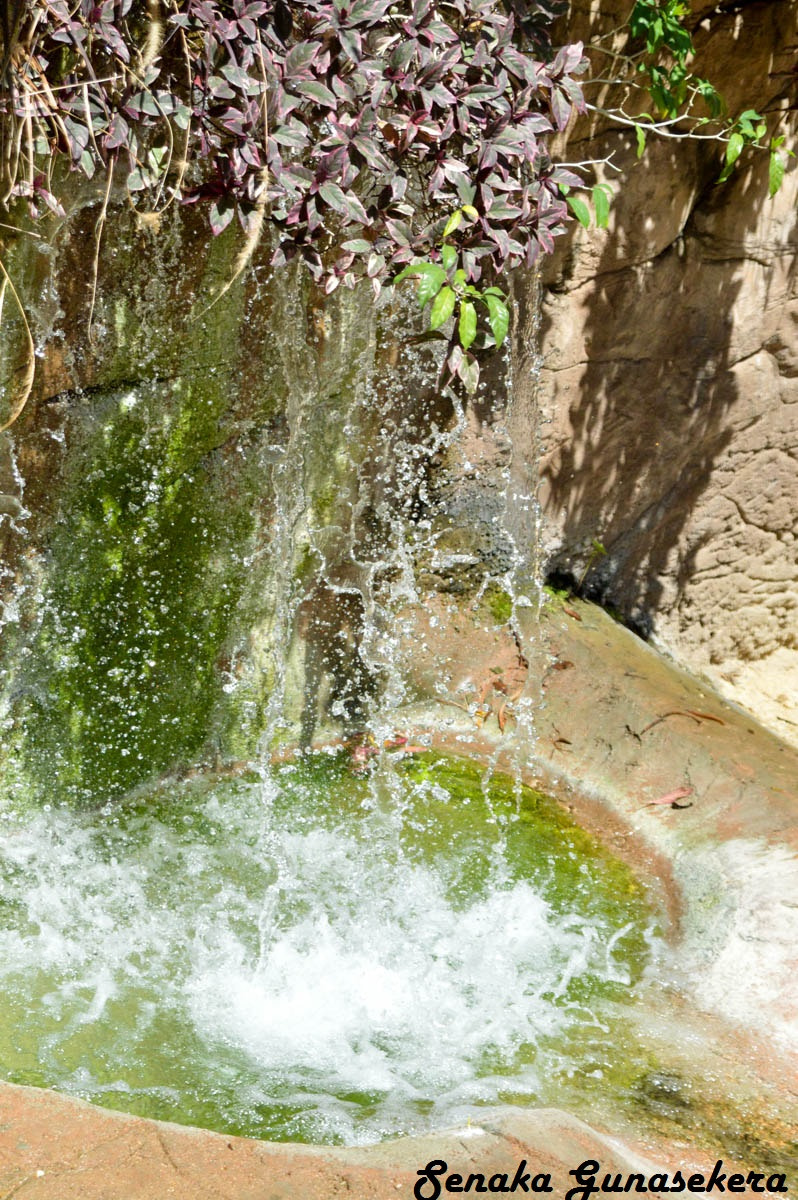 Sigma 24-135mm F2.8-4.5 sample photo. Zoo birds wildlife photography