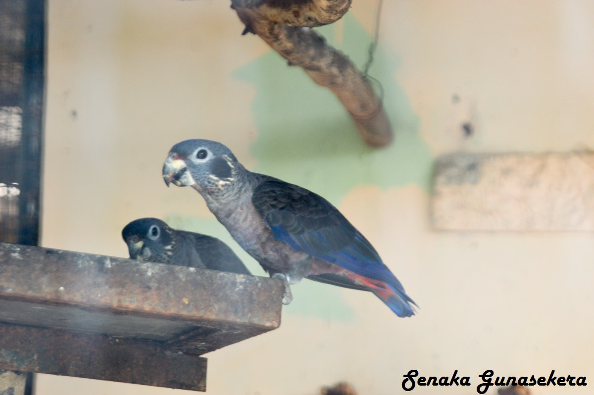 Nikon D3200 + Sigma 24-135mm F2.8-4.5 sample photo. Zoo birds wildlife photography