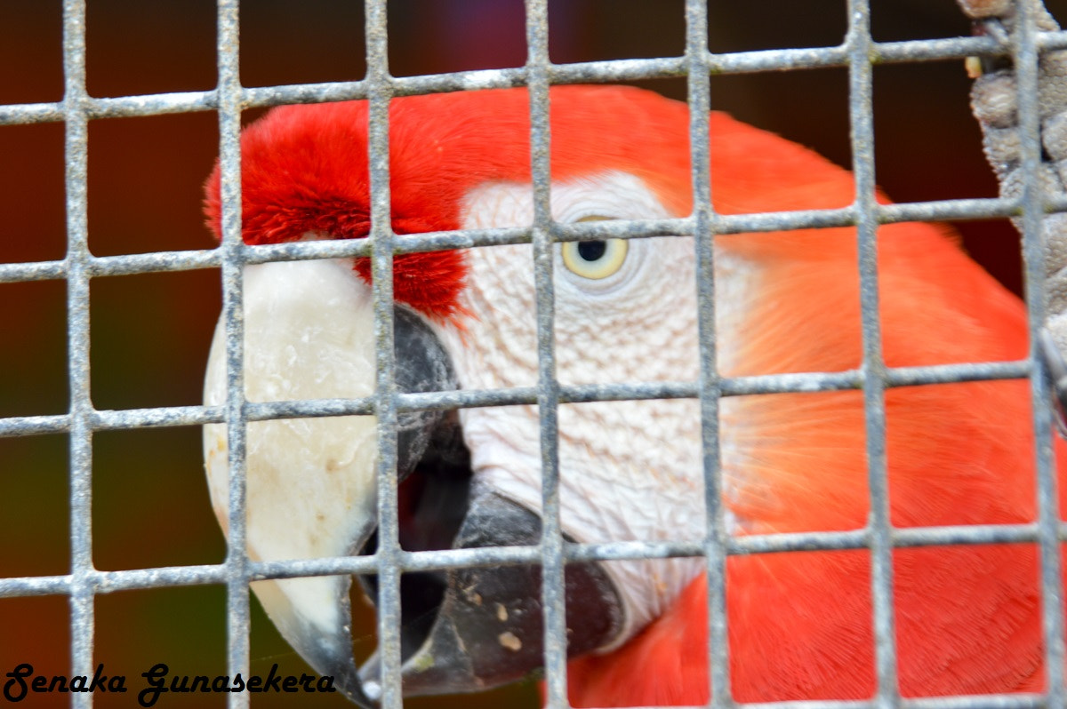 Nikon D3200 + Sigma 24-135mm F2.8-4.5 sample photo. Zoo birds wildlife photography