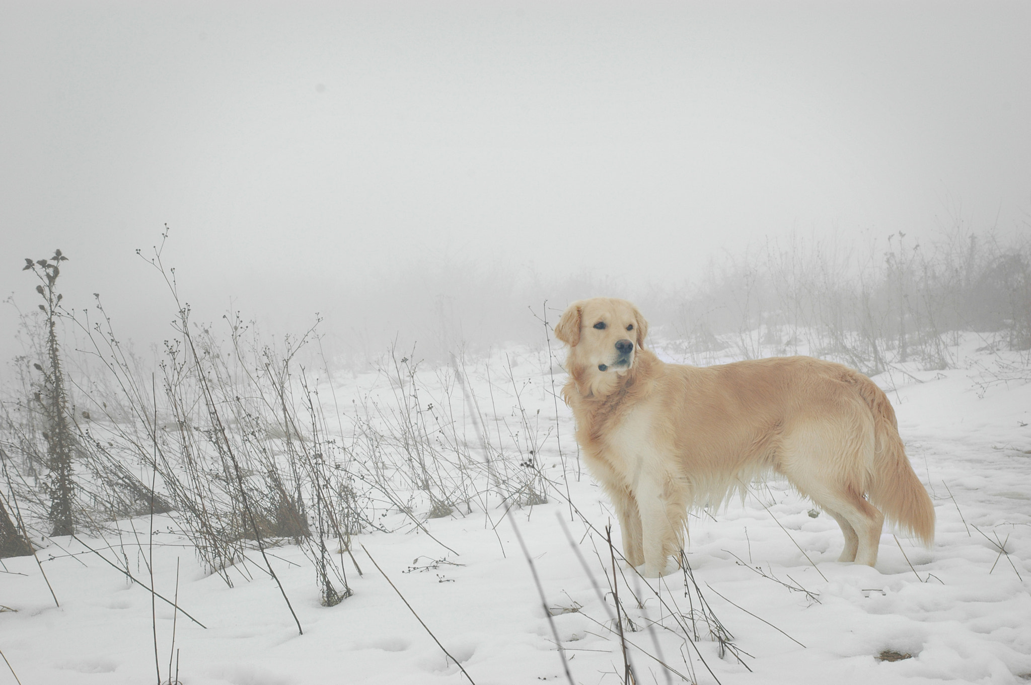 Nikon D70s sample photo. Walk through the fog photography