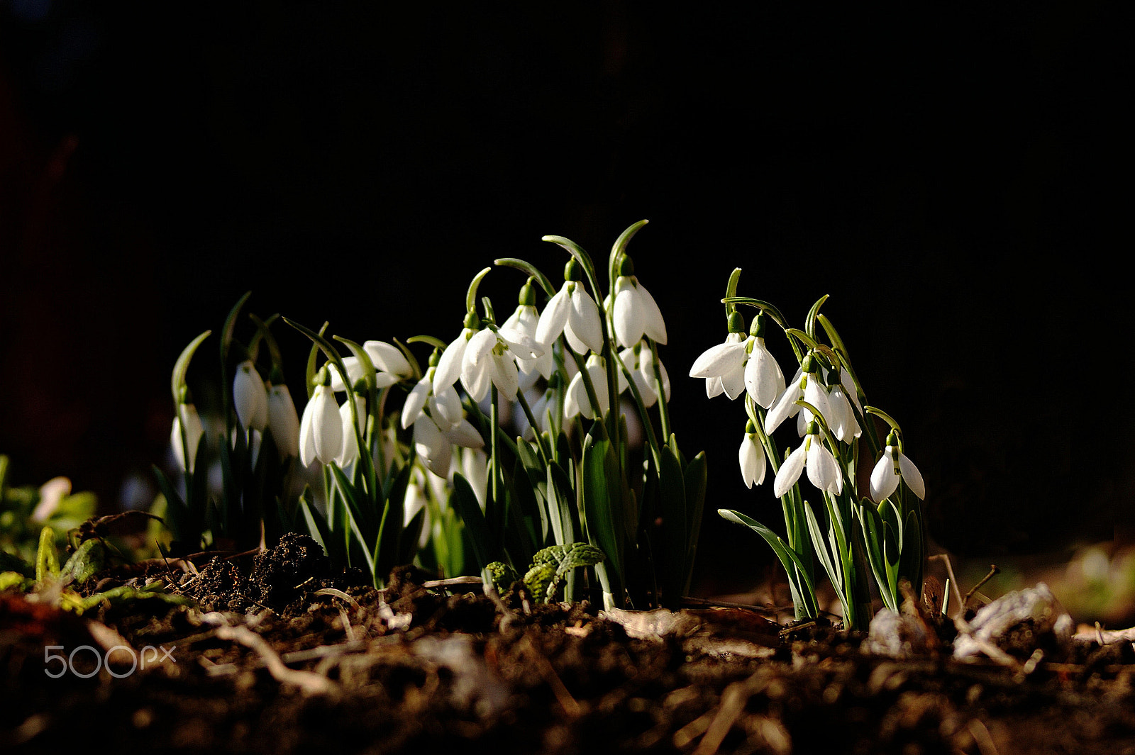 Sony 75-300mm F4.5-5.6 sample photo. Кокичето (galanthus) photography