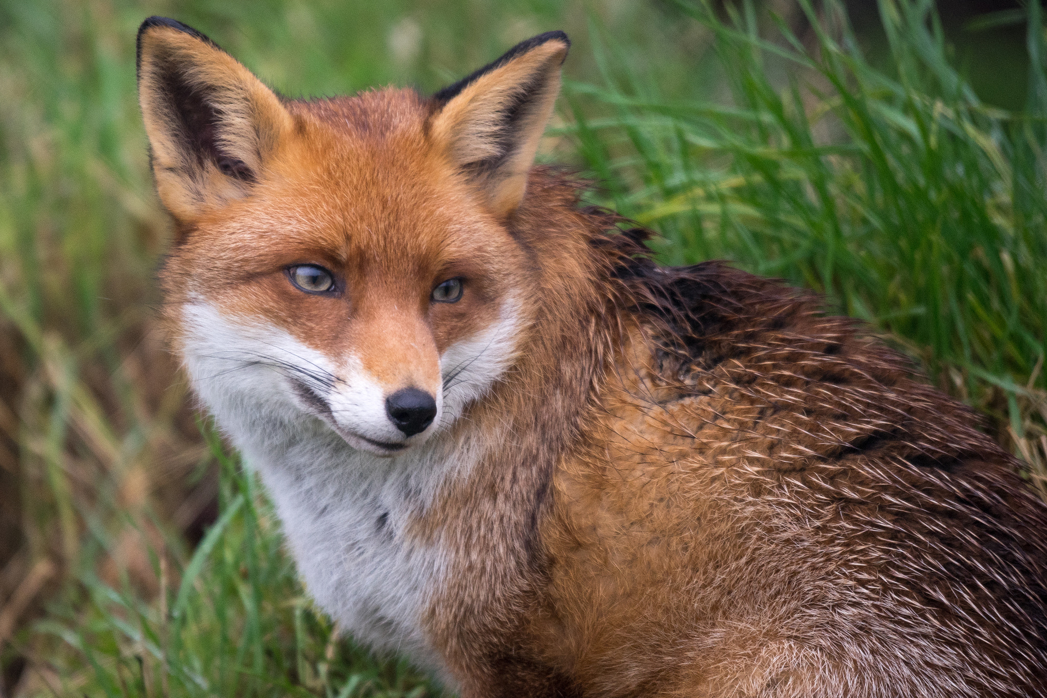 Sigma 150-500mm F5-6.3 DG OS HSM sample photo. Foxy photography