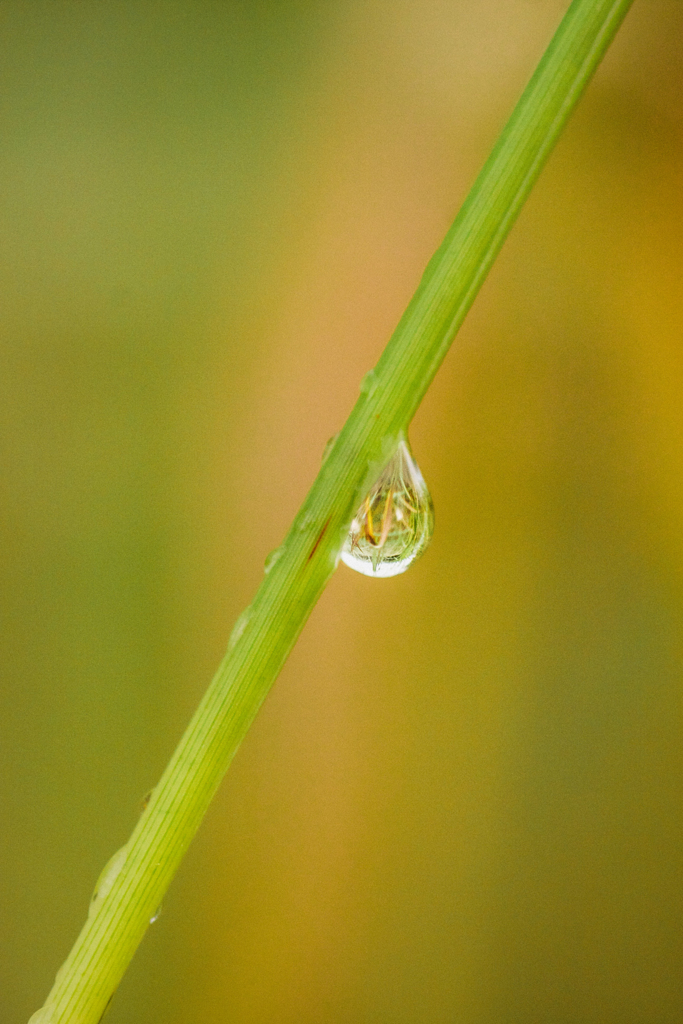 Canon EOS 40D + Tamron SP AF 90mm F2.8 Di Macro sample photo. Drop photography