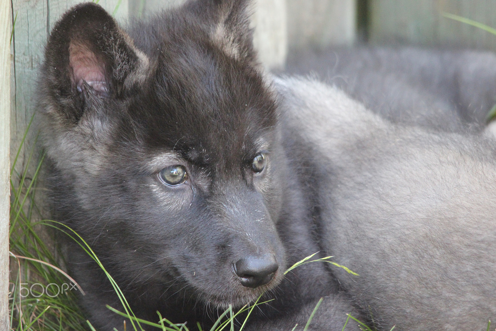 Sigma 150-500mm F5-6.3 DG OS HSM sample photo. Gray wolf pup photography