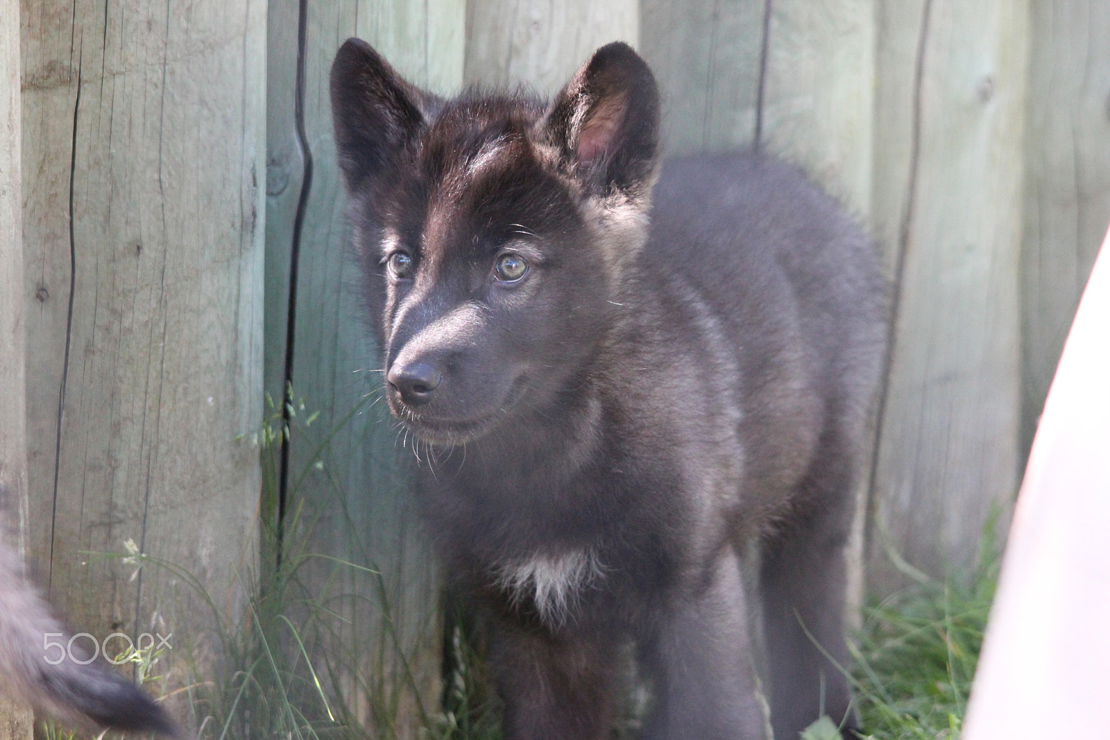 Sigma 150-500mm F5-6.3 DG OS HSM sample photo. Gray wolf pup photography
