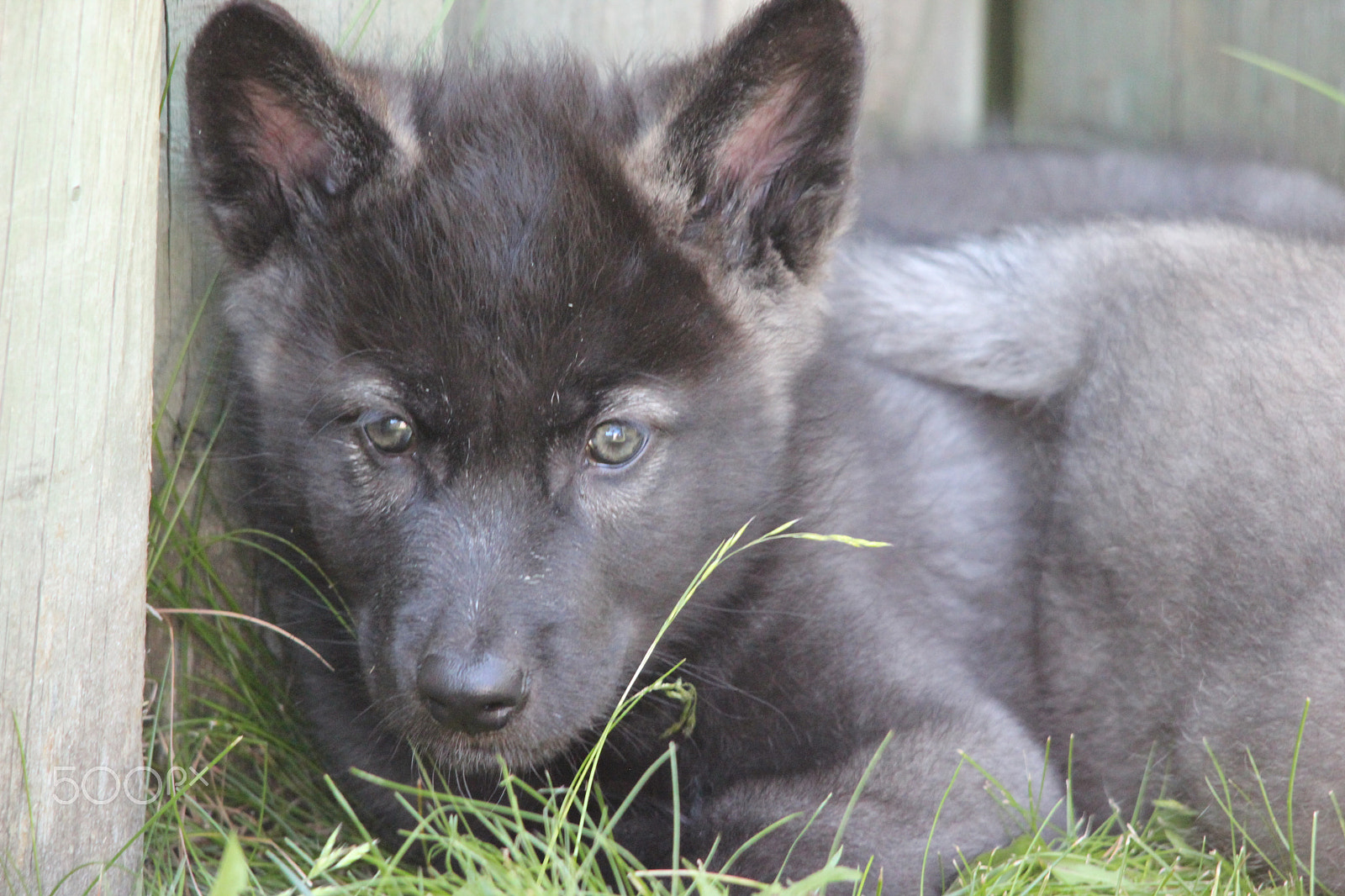 Sigma 150-500mm F5-6.3 DG OS HSM sample photo. Gray wolf pup photography