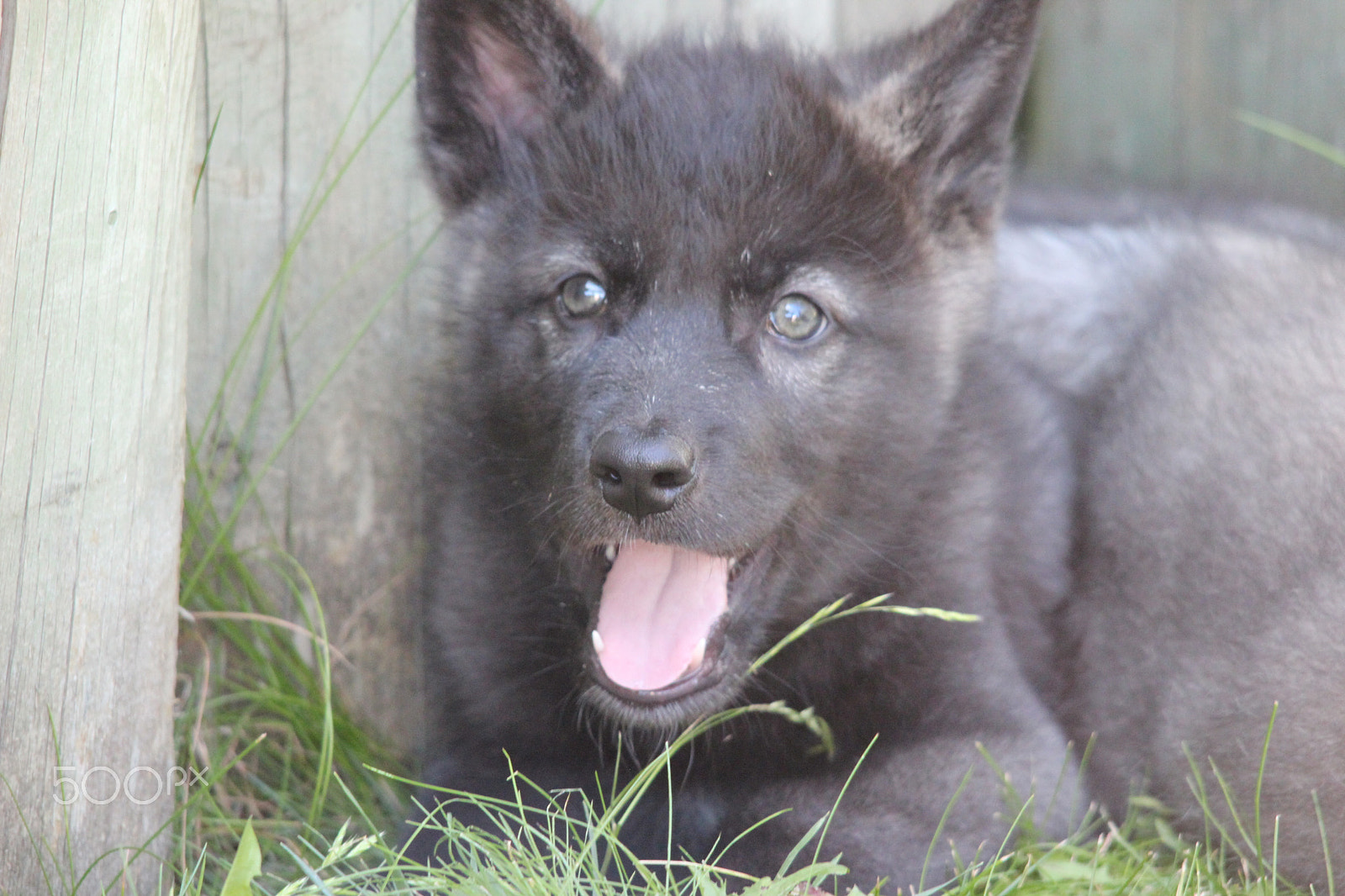 Sigma 150-500mm F5-6.3 DG OS HSM sample photo. Gray wolf pup photography