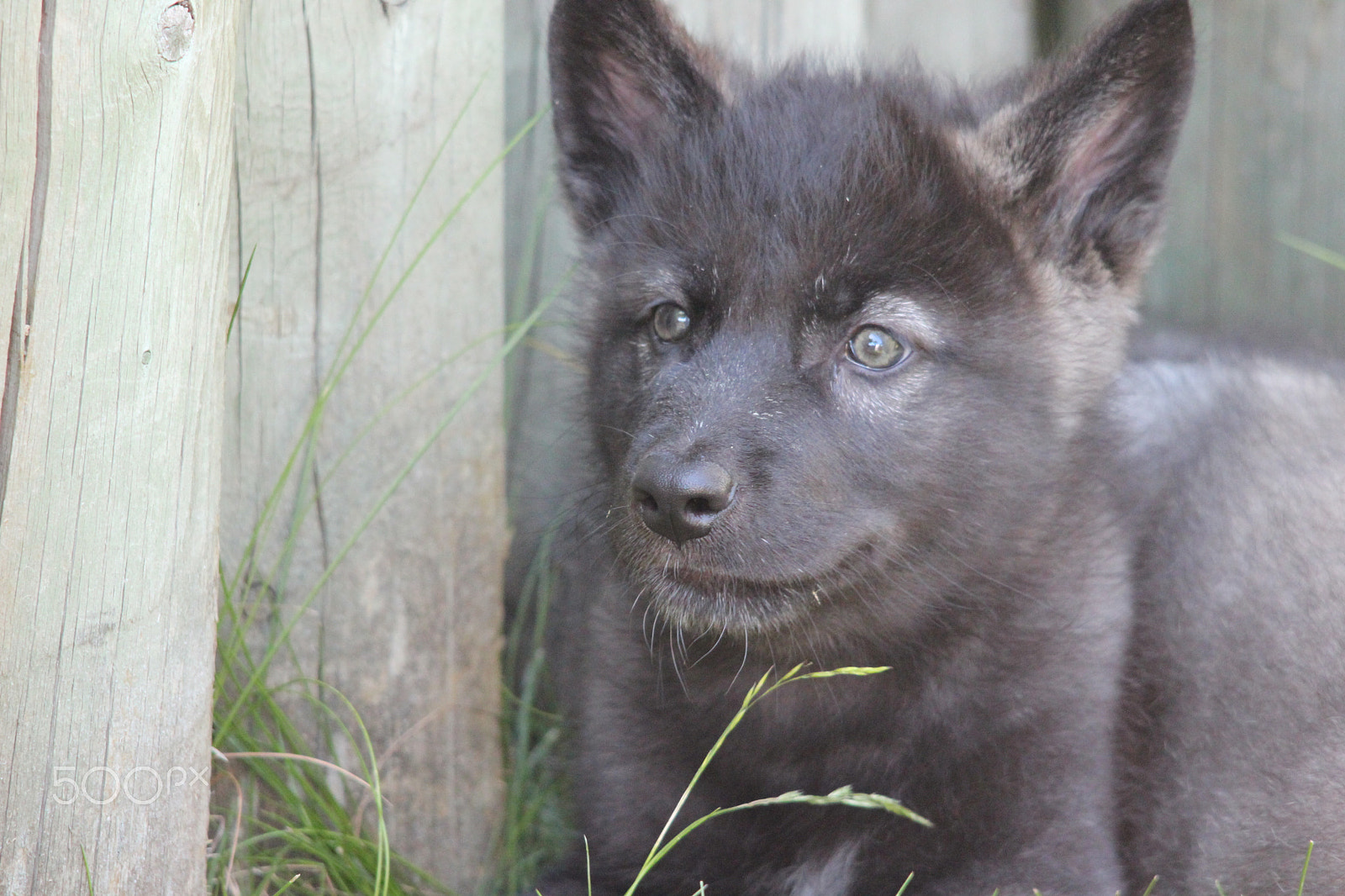 Canon EOS 600D (Rebel EOS T3i / EOS Kiss X5) + Sigma 150-500mm F5-6.3 DG OS HSM sample photo. Gray wolf pup photography