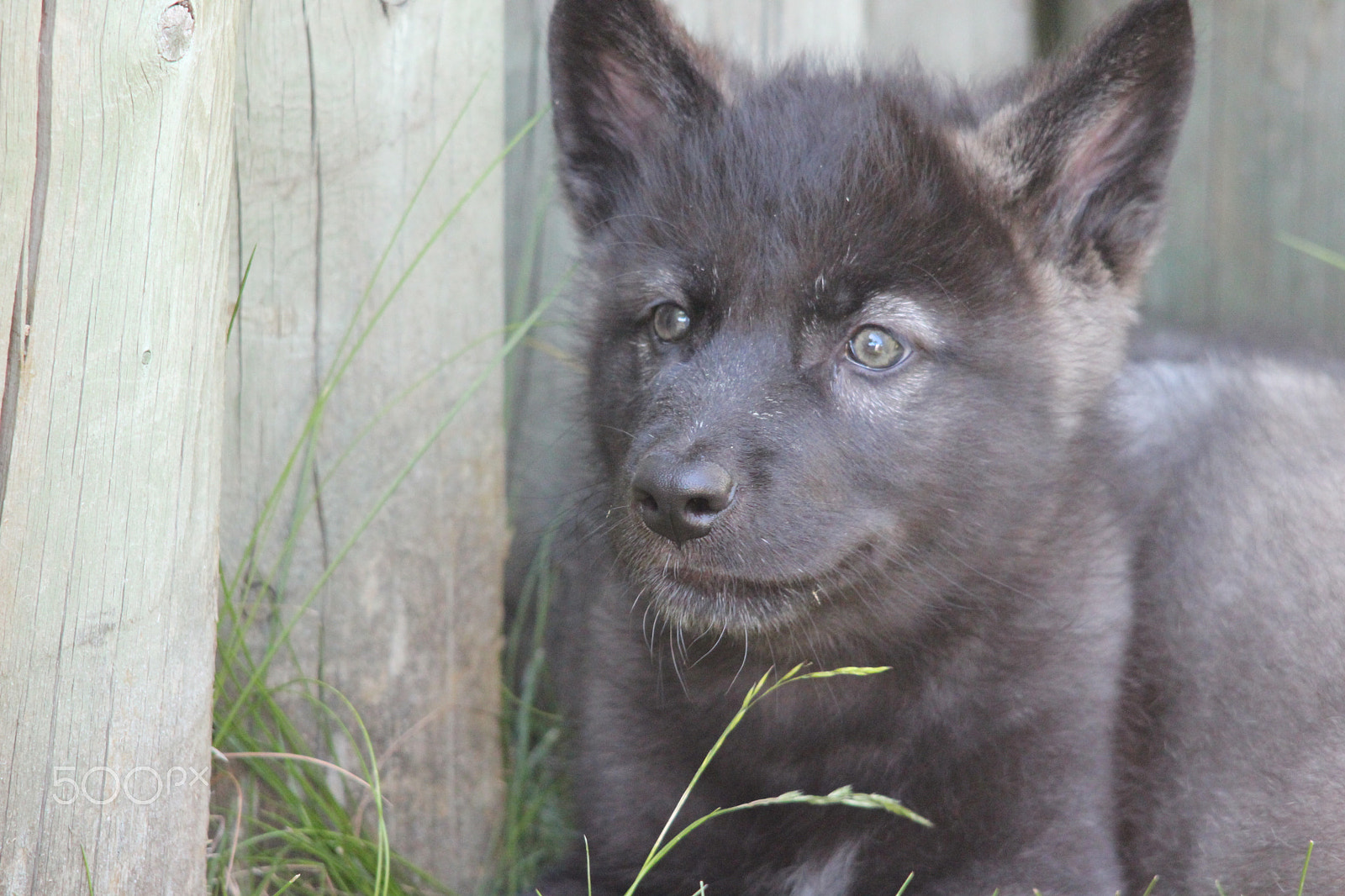 Sigma 150-500mm F5-6.3 DG OS HSM sample photo. Gray wolf pup photography