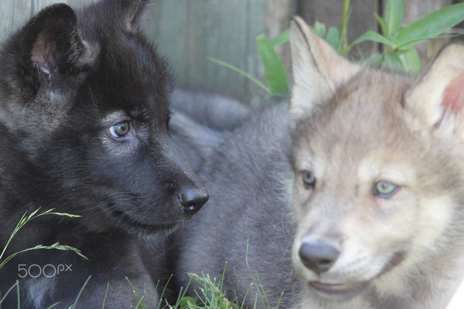 Sigma 150-500mm F5-6.3 DG OS HSM sample photo. Gray wolf pup photography