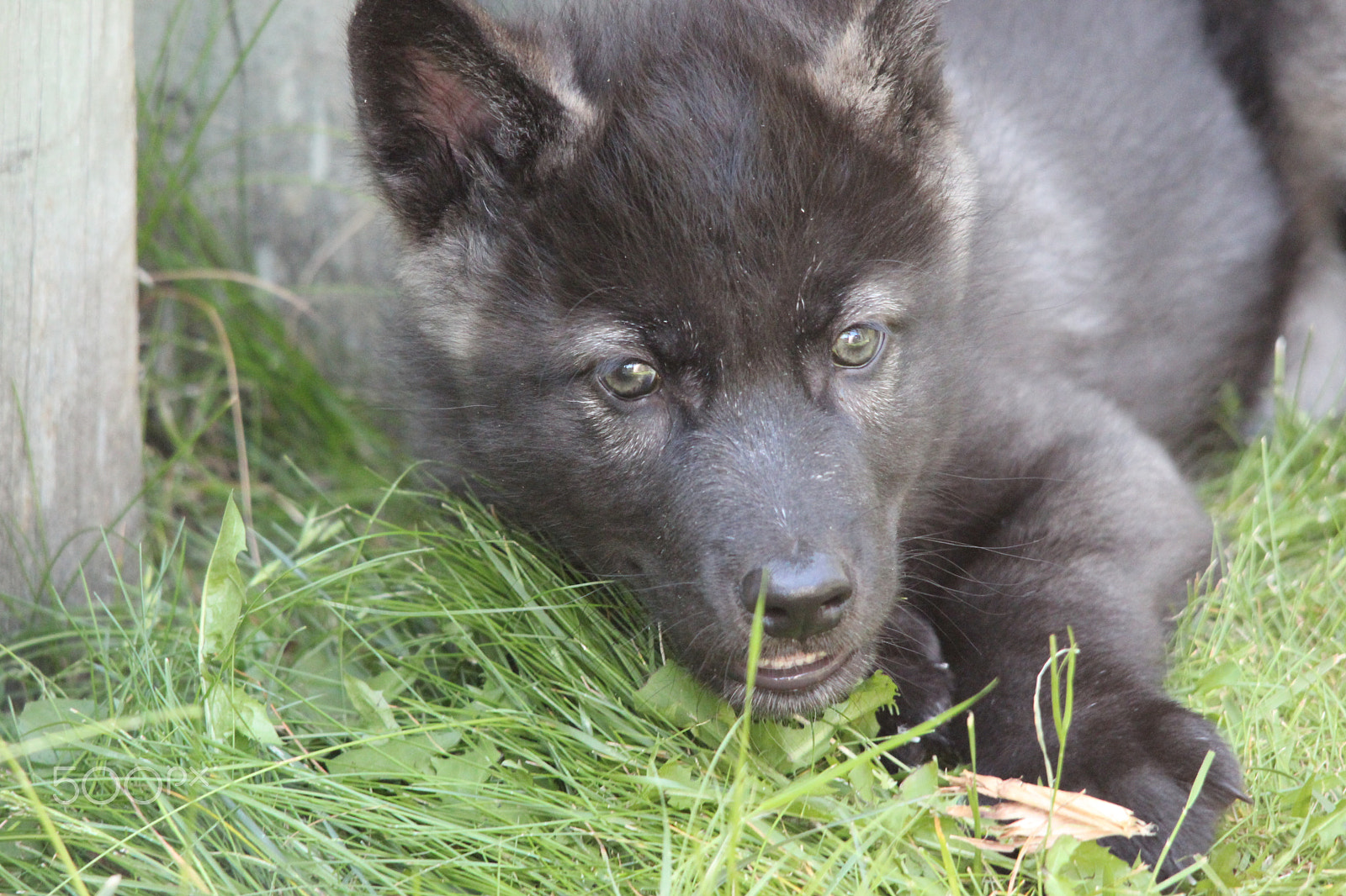 Sigma 150-500mm F5-6.3 DG OS HSM sample photo. Gray wolf pup photography