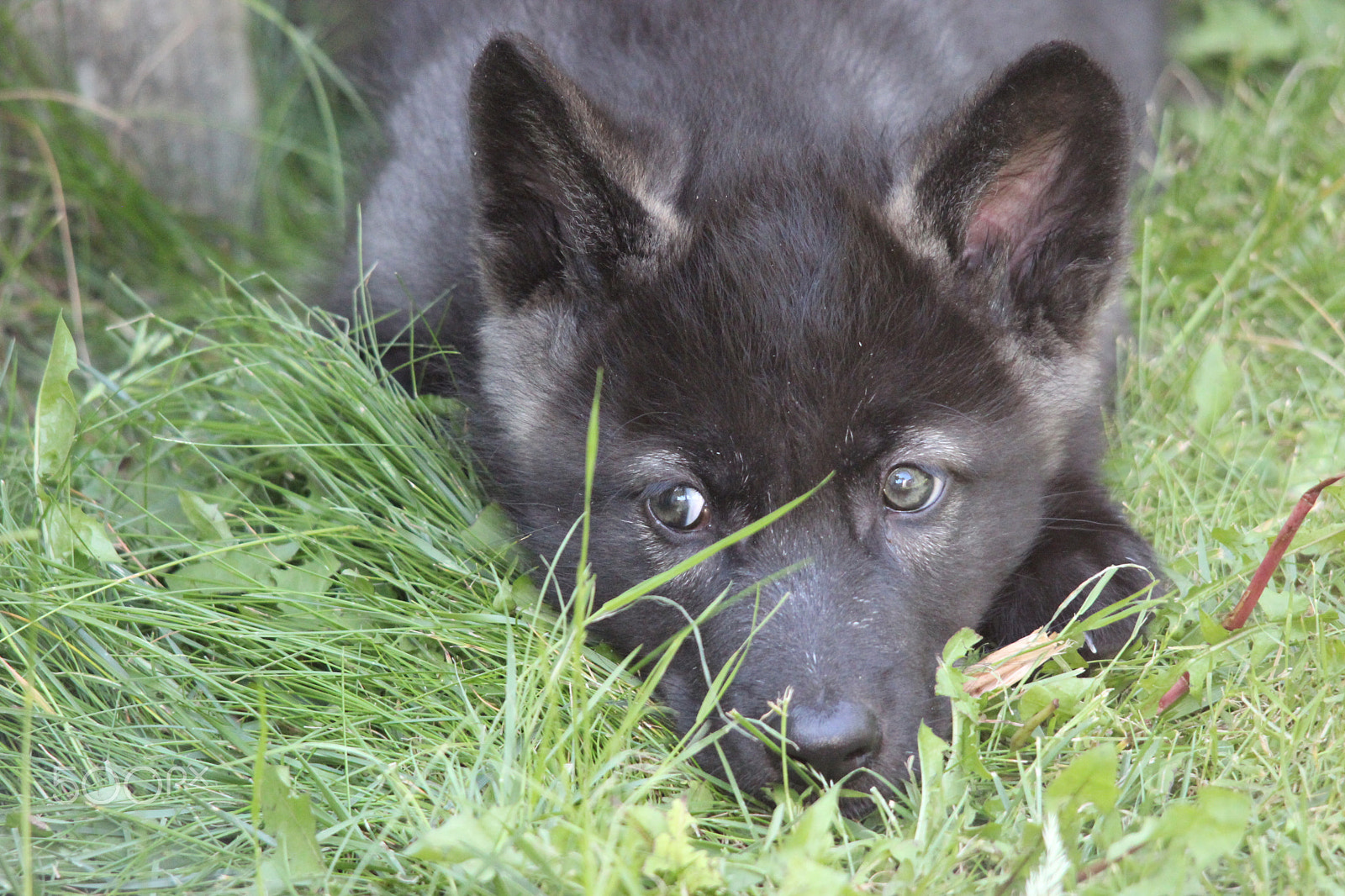 Sigma 150-500mm F5-6.3 DG OS HSM sample photo. Gray wolf pup photography