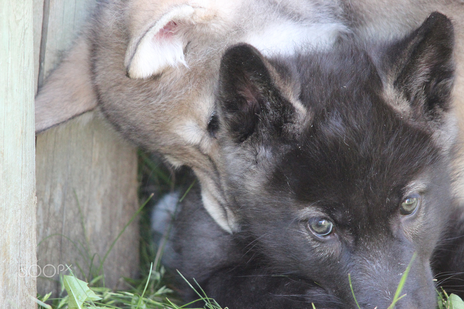 Sigma 150-500mm F5-6.3 DG OS HSM sample photo. Gray wolf pup photography