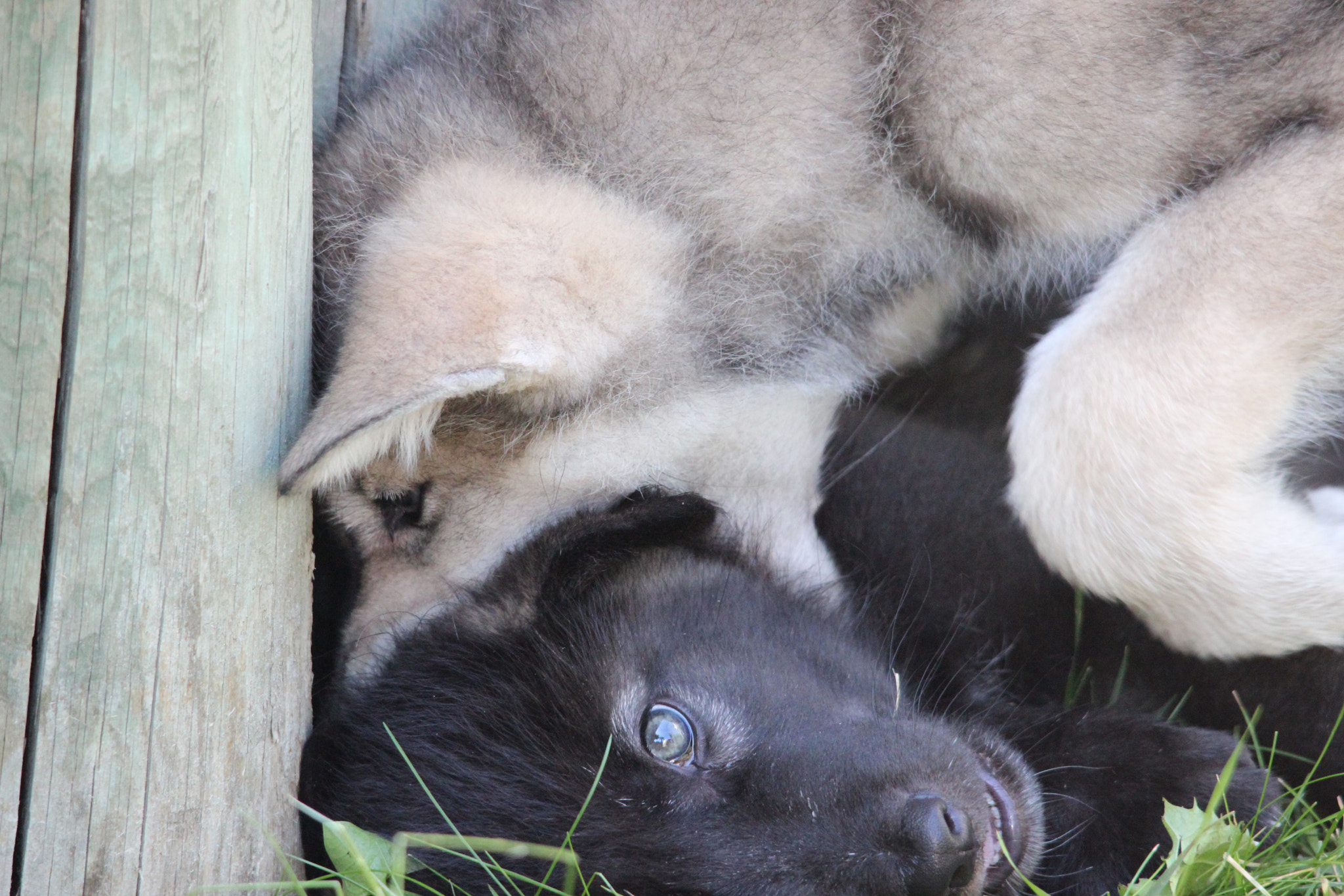 Sigma 150-500mm F5-6.3 DG OS HSM sample photo. Gray wolf pup photography