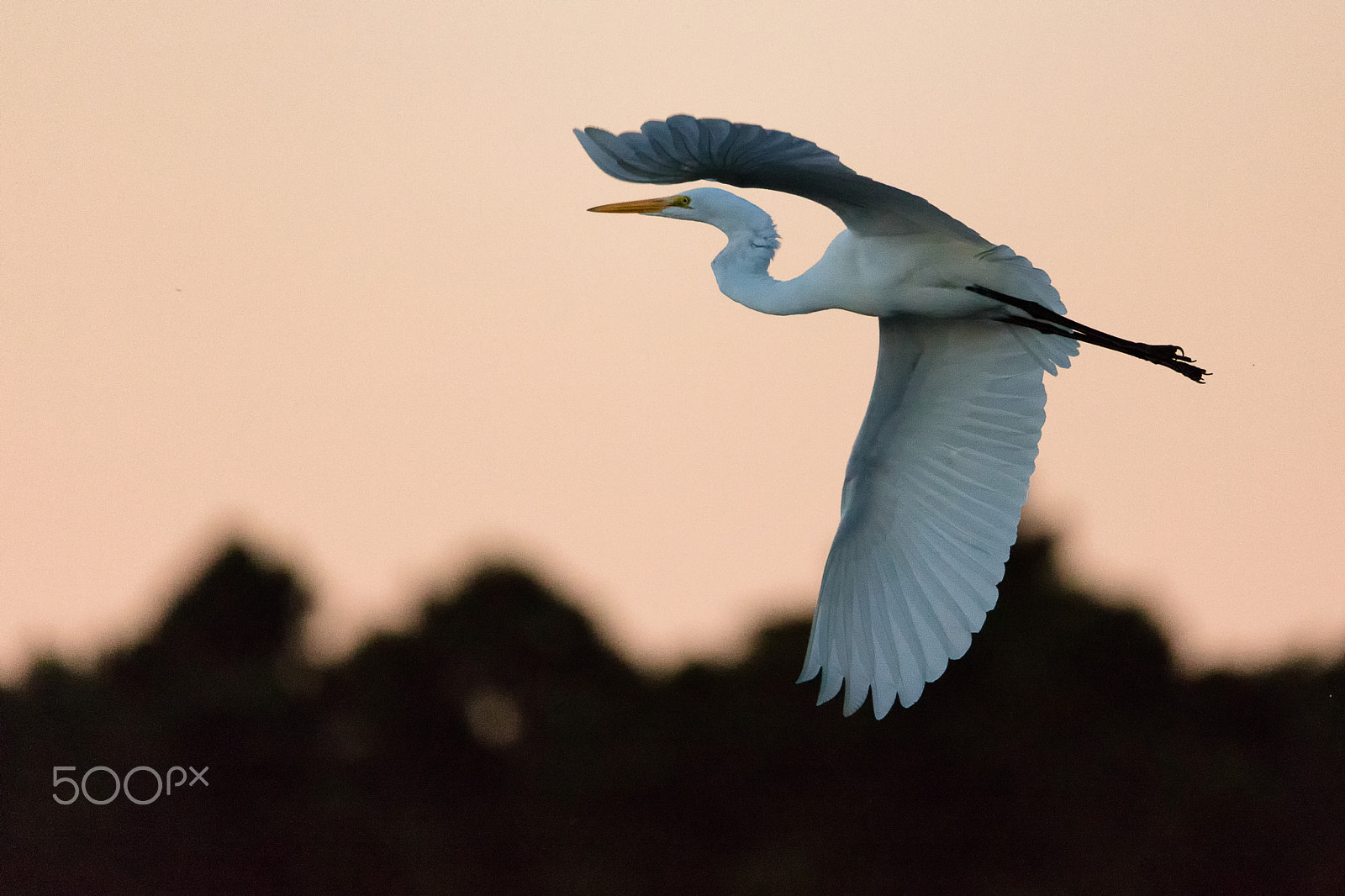 Sigma 150-600mm F5-6.3 DG OS HSM | C sample photo. Great white egret flying at sunset photography
