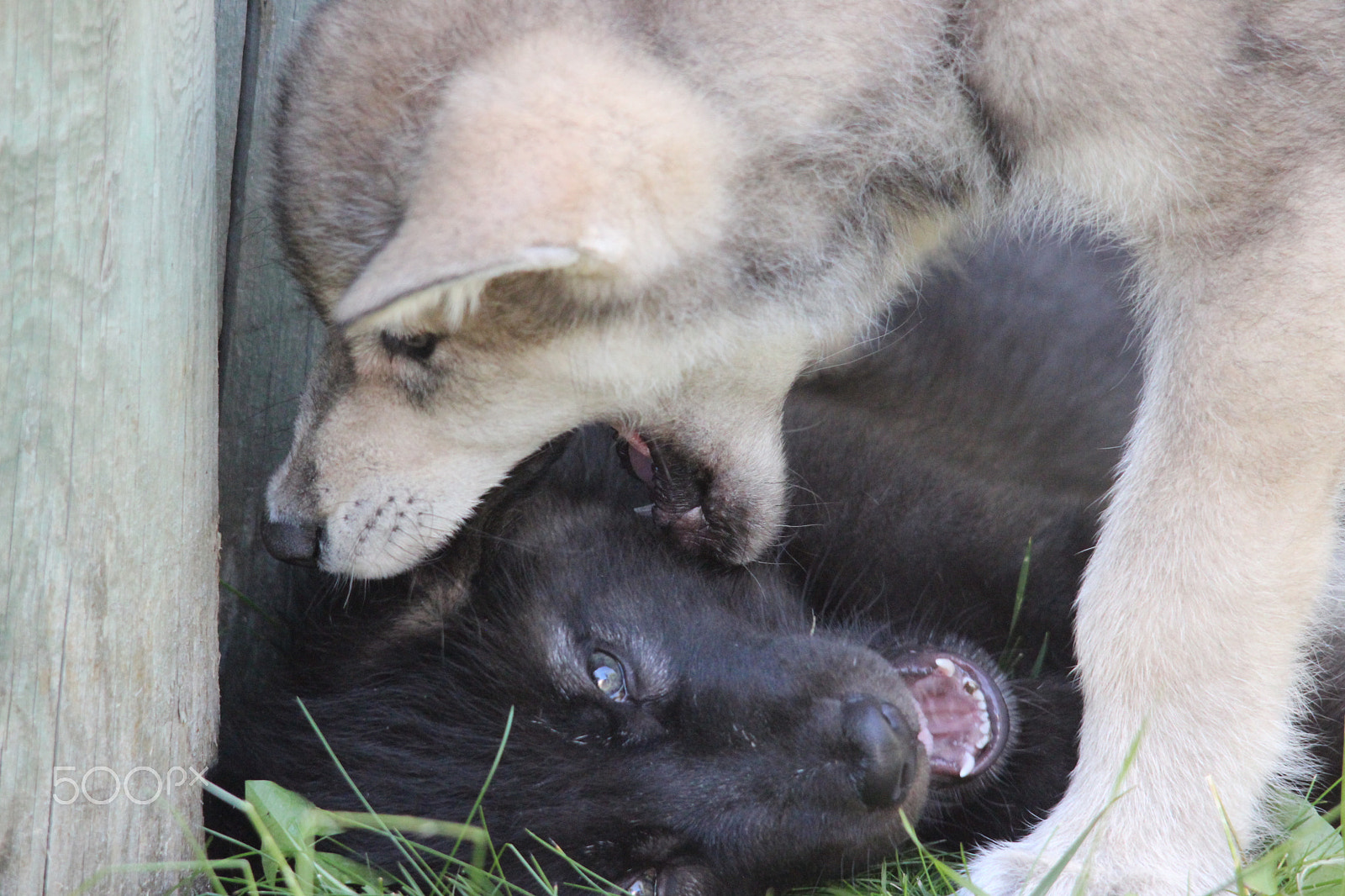 Sigma 150-500mm F5-6.3 DG OS HSM sample photo. Gray wolf pup photography
