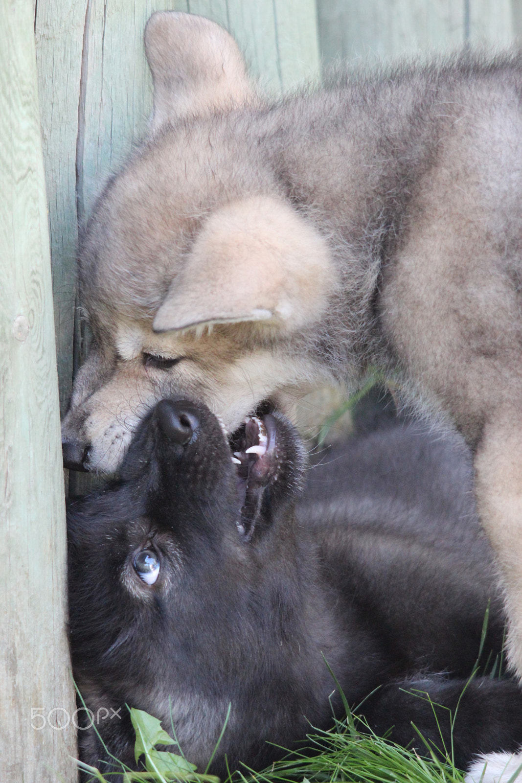 Sigma 150-500mm F5-6.3 DG OS HSM sample photo. Gray wolf pup photography