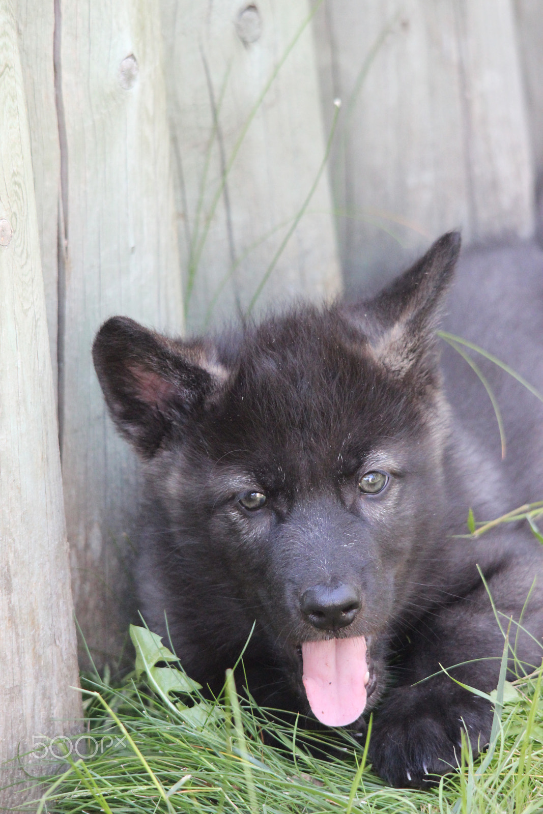 Sigma 150-500mm F5-6.3 DG OS HSM sample photo. Gray wolf pup photography