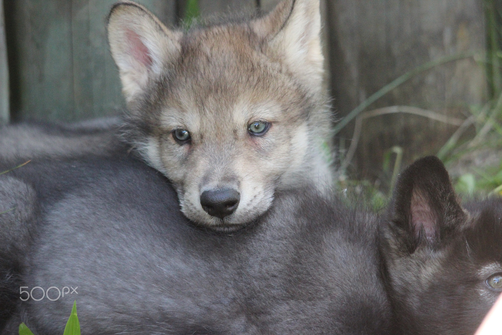 Sigma 150-500mm F5-6.3 DG OS HSM sample photo. Gray wolf pup photography