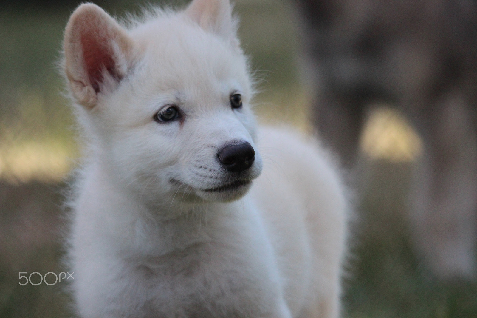 Sigma 150-500mm F5-6.3 DG OS HSM sample photo. Gray wolf pup photography