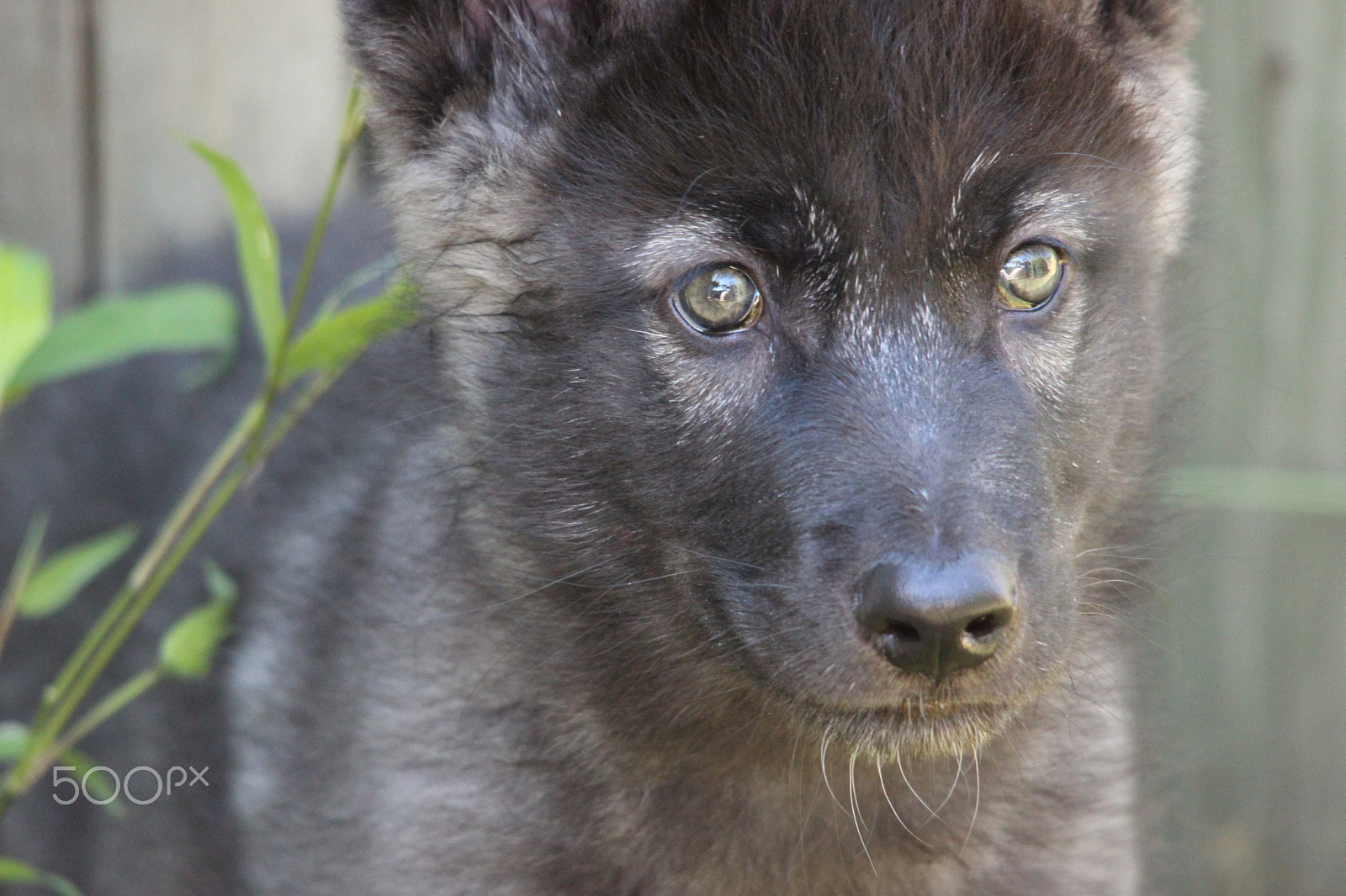 Sigma 150-500mm F5-6.3 DG OS HSM sample photo. Gray wolf pup photography