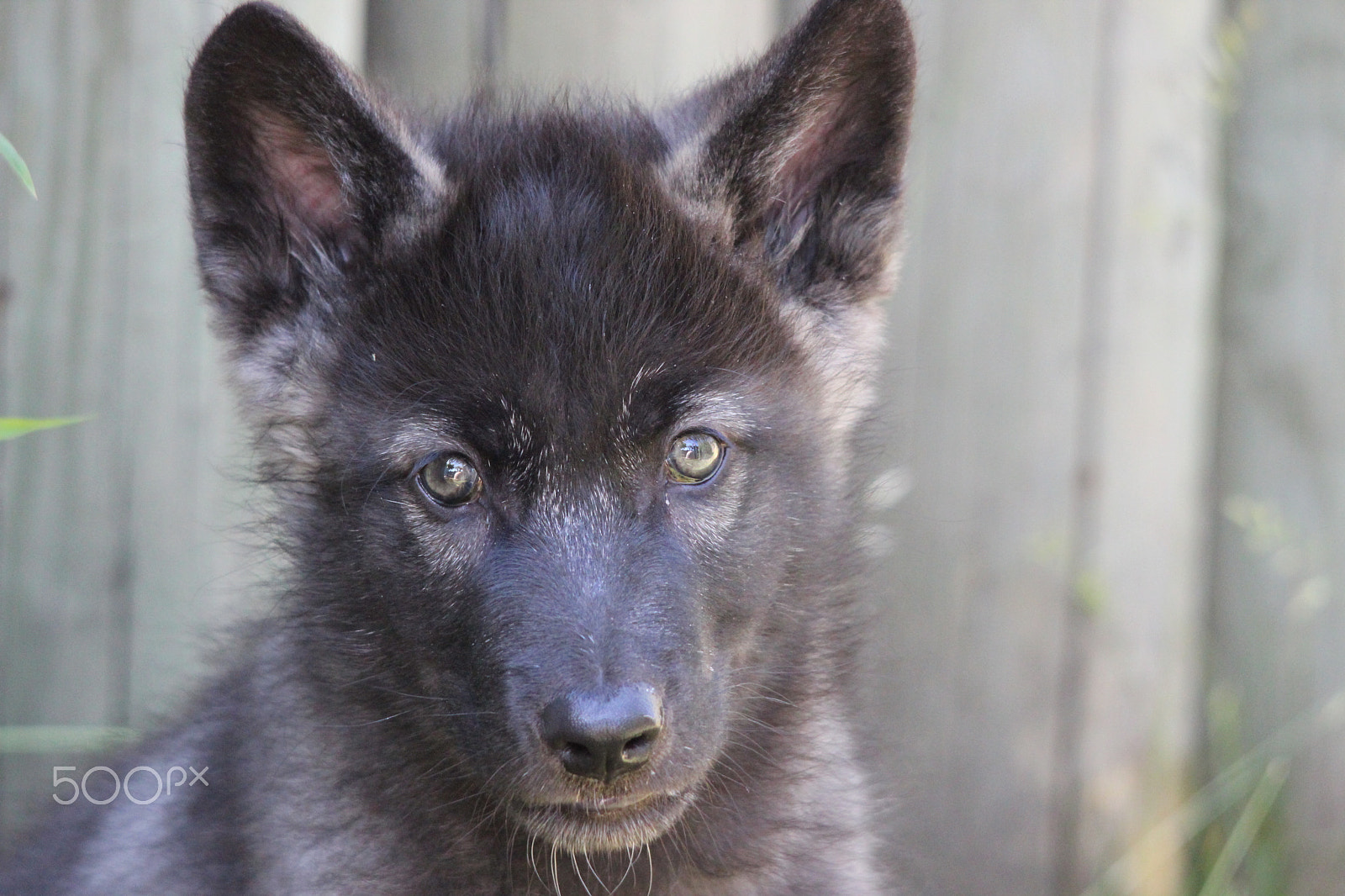 Canon EOS 600D (Rebel EOS T3i / EOS Kiss X5) + Sigma 150-500mm F5-6.3 DG OS HSM sample photo. Gray wolf pup photography