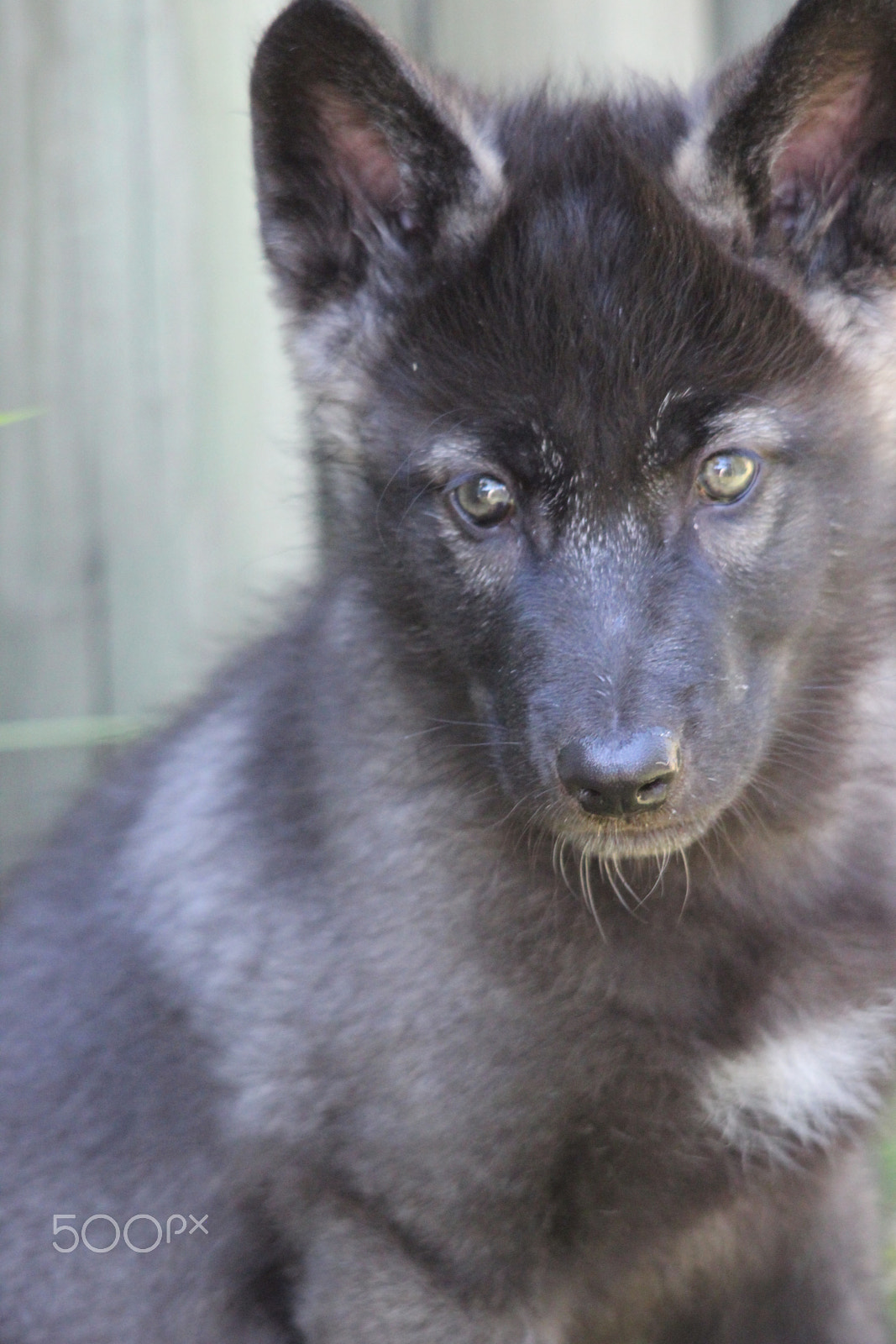 Sigma 150-500mm F5-6.3 DG OS HSM sample photo. Gray wolf pup photography