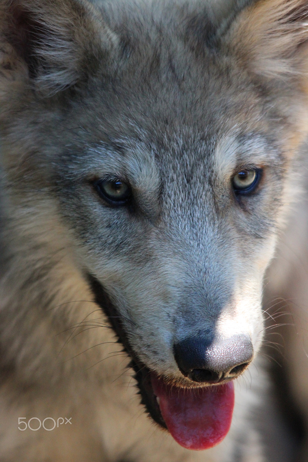 Sigma 150-500mm F5-6.3 DG OS HSM sample photo. Gray wolf pup photography